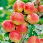 梅の新品種「露茜(つゆあかね)」を応援しませんか?