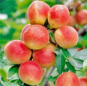 梅の新品種「露茜(つゆあかね)」を応援しませんか？