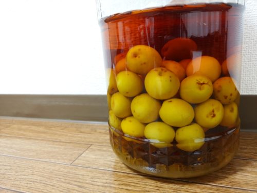 樹齢100年の梅の樹から取れた青梅で梅酒作り
