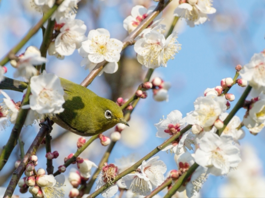 私たちになじみの深い梅の花言葉