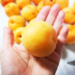 日本一大きい梅!山形県 完熟梅「ひがしね梅」を使って梅酒作り