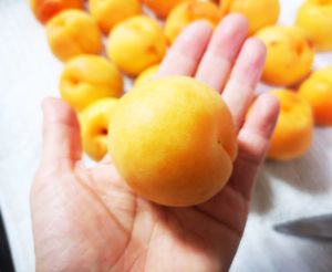 日本一大きい梅!山形県 完熟梅「ひがしね梅」を使って梅酒作り