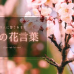 【梅(ウメ)の花言葉の意味は?】私たちになじみの深い梅の花言葉