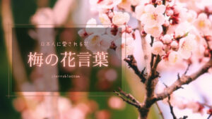 【梅(ウメ)の花言葉の意味は?】私たちになじみの深い梅の花言葉