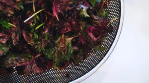 もみ紫蘇の作り方